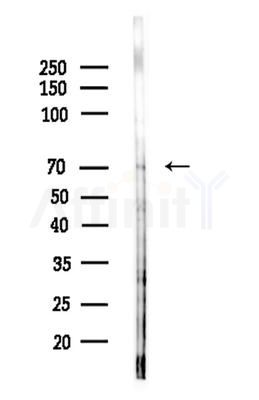 KAL1 Antibody - Western blot analysis of lysates from HepG2 cells(LPS 4h treatment), using KAL1 Antibody at 1/1000 dilution.