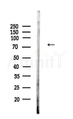 KAL1 Antibody - Western blot analysis of lysates from Mouse liver, using KAL1 Antibody at 1/1000 dilution.