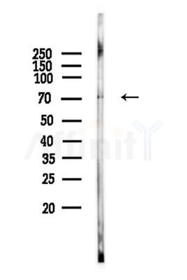 KAL1 Antibody - Western blot analysis of lysates from Hela cells, using KAL1 Antibody at 1/1000 dilution.