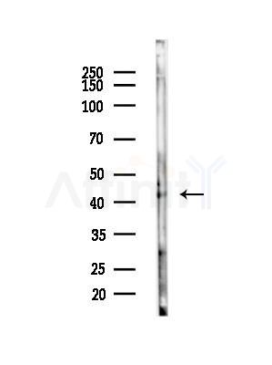 APOA5 Antibody - Western blot analysis of lysates from 293 cells(LPS,4h treatment), using APOA5 Antibody at 1/1000 dilution.