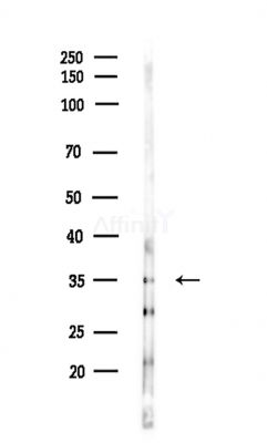 APOL4 Antibody - Western blot analysis of lysates from Mouse testis, using APOL4 Antibody at 1/1000 dilution.
