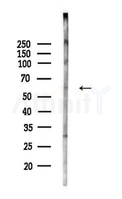 ARSG Antibody - Western blot analysis of lysates from Mouse liver, using ARSG Antibody at 1/1000 dilution.