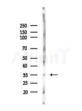 ATPAF2 Antibody - Western blot analysis of lysates from Mouse testis, using ATPAF2 Antibody at 1/1000 dilution.