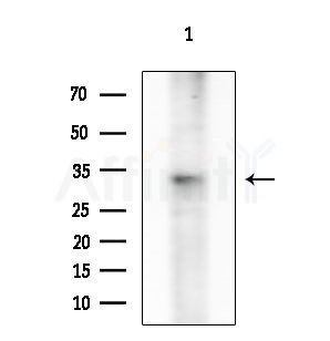 BCL2L12 Antibody - Western blot analysis of extracts from Mouse brain, using BCL2L12 Antibody at 1/1000 dilution.