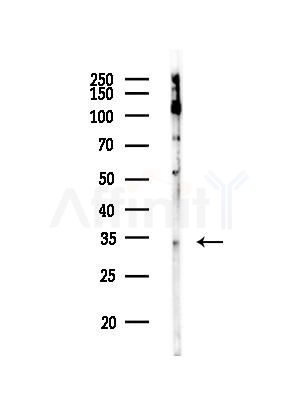 BCL2L12 Antibody - Western blot analysis of lysates from Mouse brain, using BCL2L12 Antibody at 1/1000 dilution.