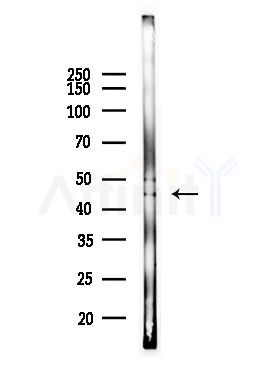 GCNT6 Antibody - Western blot analysis of lysates from Mouse lung, using GCNT6 Antibody at 1/1000 dilution.