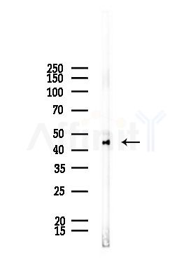 GCNT6 Antibody - Western blot analysis of lysates from Rat liver, using GCNT6 Antibody at 1/1000 dilution.