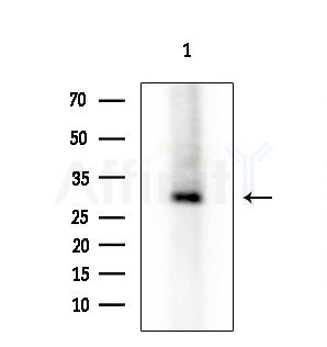 B3GALT1 Antibody - Western blot analysis of extracts from 293 cells(LPS 4h treatment), using B3GALT1 Antibody at 1/1000 dilution.