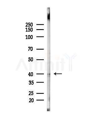 LFNG Antibody - Western blot analysis of lysates from Mouse brain, using LFNG Antibody at 1/1000 dilution.