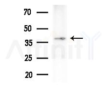 B4GALT1 Antibody - Western blot analysis of lysates from Rat brain, using B4GALT1 Antibody at 1/1000 dilution.