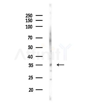B4GALT1 Antibody - Western blot analysis of lysates from Rat liver, using B4GALT1 Antibody at 1/1000 dilution.