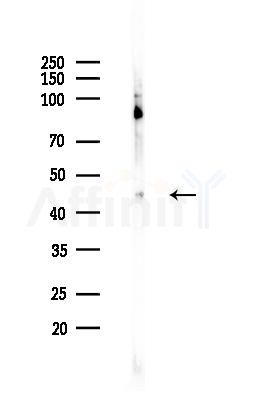 B4GALT1 Antibody - Western blot analysis of lysates from Rat brain, using B4GALT1 Antibody at 1/1000 dilution.