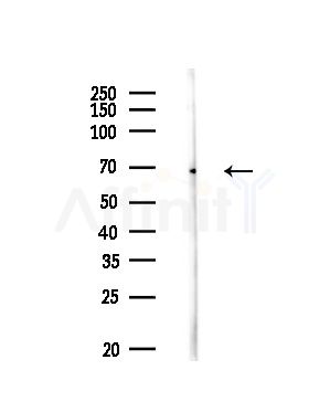 SLC27A5 Antibody - Western blot analysis of lysates from Rat brain, using SLC27A5 Antibody at 1/1000 dilution.