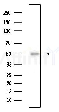 BMP3 Antibody - Western blot analysis of extracts from Hela cells, using BMP3 Antibody at 1/1000 dilution.