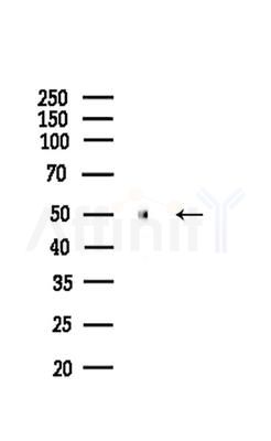BMP3 Antibody - Western blot analysis of lysates from Mouse liver, using BMP3 Antibody at 1/1000 dilution.