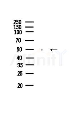 BMP3 Antibody - Western blot analysis of lysates from Hela cells, using BMP3 Antibody at 1/1000 dilution.