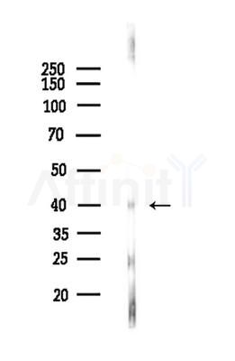 BMP8A Antibody - Western blot analysis of lysates from Rat brain, using BMP8A Antibody at 1/1000 dilution.