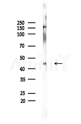 BMP8B Antibody - Western blot analysis of lysates from Mouse brain, using BMP8B Antibody at 1/1000 dilution.