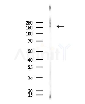 ABCC2 Antibody - Western blot analysis of lysates from Mouse testis, using ABCC2 Antibody at 1/1000 dilution.