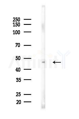 CHST1 Antibody - Western blot analysis of lysates from Mouse liver, using CHST1 Antibody at 1/1000 dilution.