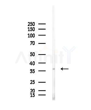 CA3 Antibody - Western blot analysis of lysates from Mouse testis, using CA3 Antibody at 1/1000 dilution.