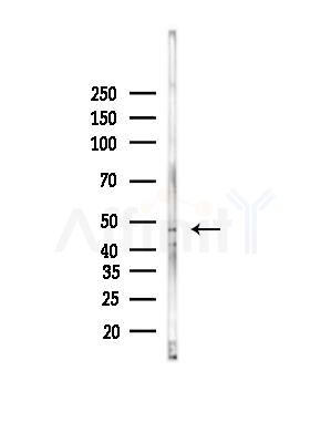 CPB2 Antibody - Western blot analysis of lysates from Hela cells(heat-shock,45min treatment), using CPB2 Antibody at 1/1000 dilution.