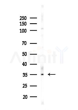 BORG2 Antibody - Western blot analysis of lysates from HUVEC cells(UV,30min treatment), using BORG2 Antibody at 1/1000 dilution.