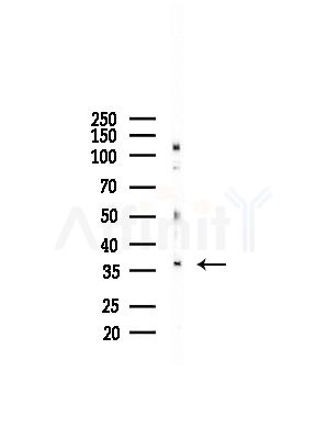 BORG4 Antibody - Western blot analysis of lysates from LoVo cells(heat-shock,45min treatment), using BORG4 Antibody at 1/1000 dilution.