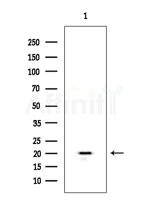 BORG3 Antibody - Western blot analysis of extracts from EC304 cells, using BORG3 Antibody at 1/1000 dilution.