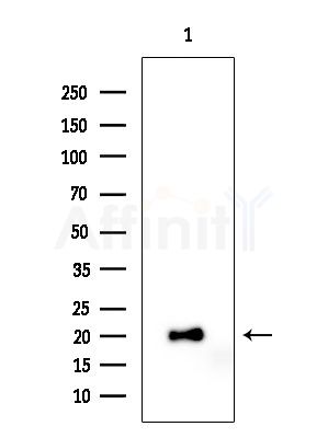 BORG3 Antibody - Western blot analysis of extracts from Rat testis, using BORG3 Antibody at 1/1000 dilution.
