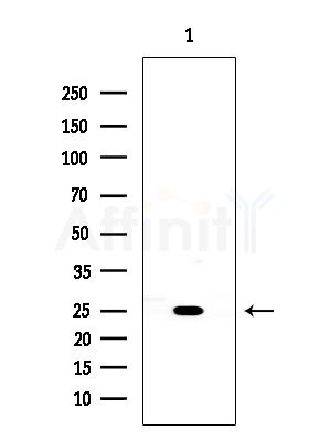 BORG3 Antibody - Western blot analysis of extracts from COLO205 cells, using BORG3 Antibody at 1/1000 dilution.