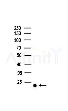 BORG3 Antibody - Western blot analysis of lysates from COLO205 cells, using BORG3 Antibody at 1/1000 dilution.