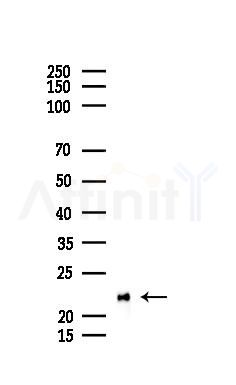BORG3 Antibody - Western blot analysis of lysates from Rat testis, using BORG3 Antibody at 1/1000 dilution.