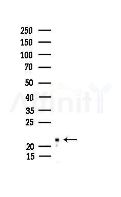BORG3 Antibody - Western blot analysis of lysates from EC304 cells, using BORG3 Antibody at 1/1000 dilution.