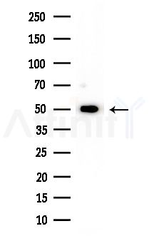 CEP57 Antibody - Western blot analysis of extracts from Mouse liver, using CEP57 Antibody at 1/1000 dilution.