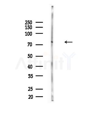 CEP76 Antibody - Western blot analysis of lysates from Mouse brain, using CEP76 Antibody at 1/1000 dilution.