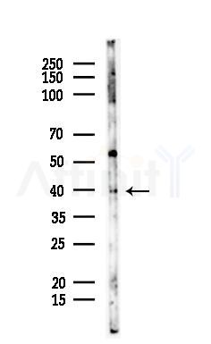 CLN6 Antibody - Western blot analysis of lysates from Rat testis, using CLN6 Antibody at 1/1000 dilution.