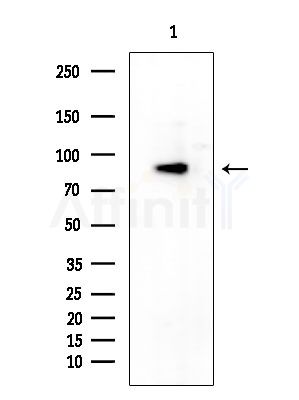 CLCNKA Antibody - Western blot analysis of extracts from Mouse testis, using CLCNKA Antibody at 1/1000 dilution.