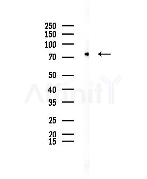 CLCNKA Antibody - Western blot analysis of lysates from Mouse testis, using CLCNKA Antibody at 1/1000 dilution.