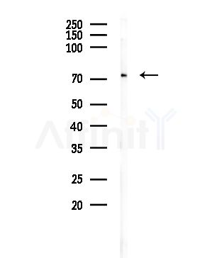 CLCNKA Antibody - Western blot analysis of lysates from Rat brain, using CLCNKA Antibody at 1/1000 dilution.