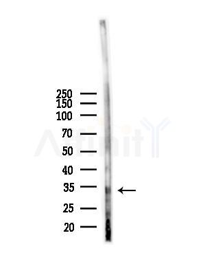 CLIC3 Antibody - Western blot analysis of lysates from Mouse liver, using CLIC3 Antibody at 1/1000 dilution.