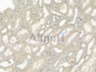 CLIC4 Antibody - DF3936 at 1/100 staining human normal kidney tissue by IHC-P.