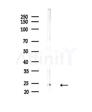CKLF2 Antibody - Western blot analysis of lysates from Mouse testis, using CKLF2 Antibody at 1/1000 dilution.