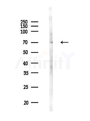 CSTF2T Antibody - Western blot analysis of lysates from Mouse testis, using CSTF2T Antibody at 1/1000 dilution.