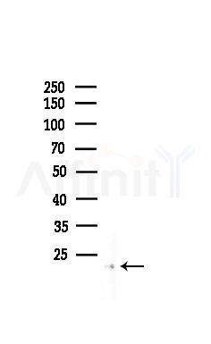 RCL Antibody - Western blot analysis of lysates from COLO205 cells, using RCL Antibody at 1/1000 dilution.