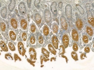 COPZ1 Antibody - DF3952 at 1/100 staining human normal colon tissue by IHC-P.