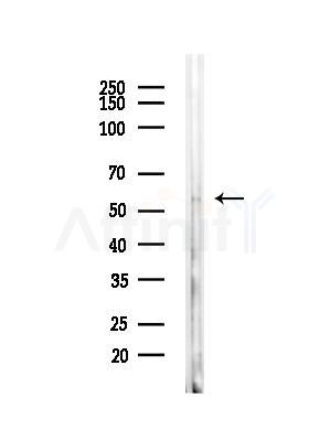 CCDC102A Antibody - Western blot analysis of lysates from Rat brain, using CCDC102A Antibody at 1/1000 dilution.