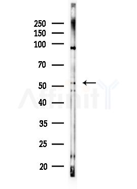 ATG4D Antibody - Western blot analysis of lysates from Rat testis, using ATG4D Antibody at 1/1000 dilution.