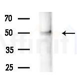 GBA3 Antibody - Western blot analysis of lysates from Hela cells, using GBA3 Antibody at 1/1000 dilution.