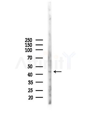 DHPS Antibody - Western blot analysis of lysates from Mouse liver, using DHPS Antibody at 1/1000 dilution.